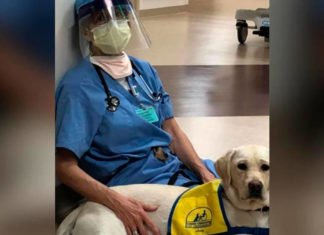Perros de terapia ayudan a animar a los sanitarios extenuados por el coronavirus