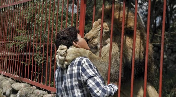 Tras 20 años juntos este león moribundo se despide de su cuidadora