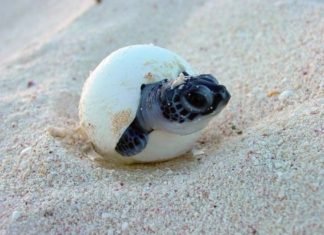 Tortugas felices por ausencia de humanos en las playas