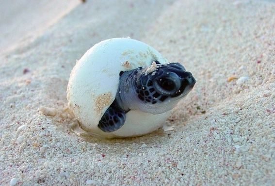 Tortugas felices por ausencia de humanos en las playas