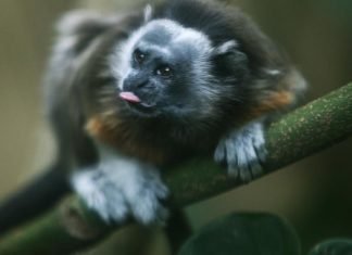 Monos tití gris juegan en los techos de Medellín durante la cuarentena