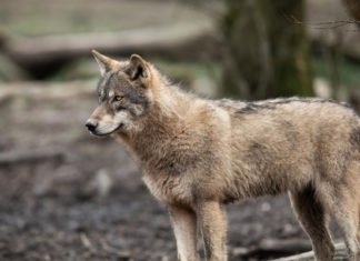 FOTO: Avistan por primera vez en más de un siglo a un lobo en el norte de Francia, tras ser considerado extinguido