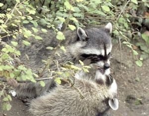Pareja de mapaches se dan tremendos besos en la playa