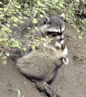 Pareja de mapaches se dan tremendos besos en la playa