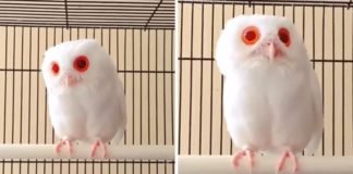 Este búho albino tiene plumas completamente blancas y ojos rojos. Solo verlo es hipnótico