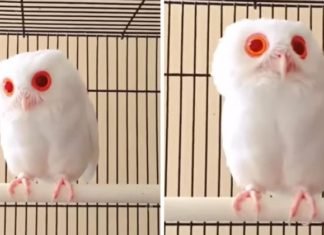 Este búho albino tiene plumas completamente blancas y ojos rojos. Solo verlo es hipnótico