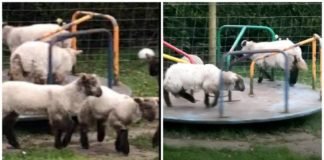 Captan a corderos jugando en parque para niños durante la cuarentena