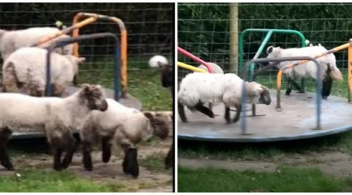 Captan a corderos jugando en parque para niños durante la cuarentena