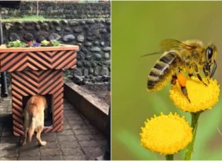 Construyen macetas que protegen a perritos de la calle y sirven de descanso para abejas