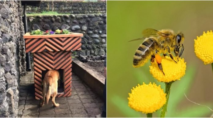 Construyen macetas que protegen a perritos de la calle y sirven de descanso para abejas