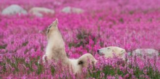 Fotógrafo canadiense captura osos polares jugando en campos de flores