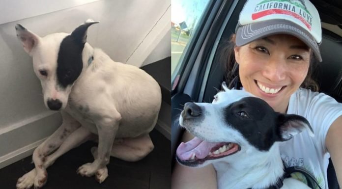 Mujer con miedo a los perros adopta a un perro con temor a los humanos