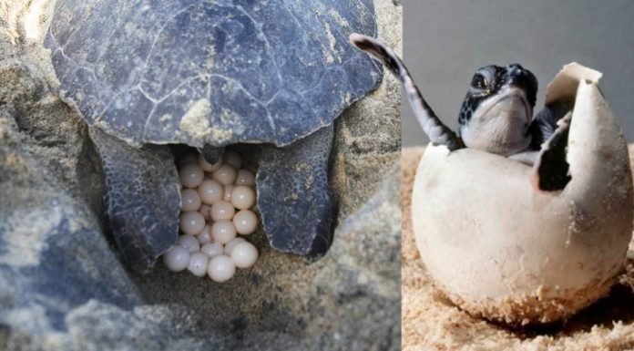 Tortugas Vuelven A Desovar En Costas De Tailandia Ante La Ausencia De Turistas