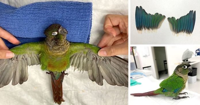 Veterinario le da nuevas alas a un perico luego de que su ex dueño se las cortara