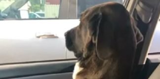 Perrito le aplica ‘la ley del hielo’ a su dueña por llevarlo al veterinario