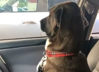 Perrito le aplica ‘la ley del hielo’ a su dueña por llevarlo al veterinario