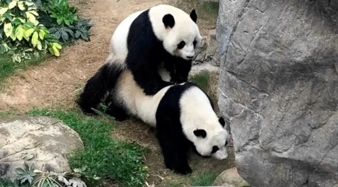 Pandas se aparean por primera vez en un zoológico vacío de Hong Kong después de 10 años juntos