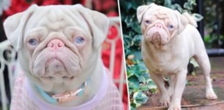 «Milshake» El adorable Pug rosado que tiene 80mil seguidores en instagram.