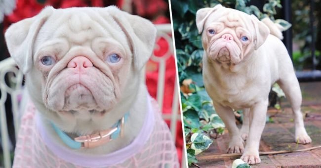 «Milshake» El adorable Pug rosado que tiene 80mil seguidores en instagram.