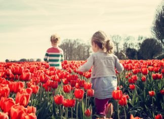 El jardín de tulipanes más famoso de Holanda ofrece visitas virtuales durante la pandemia.