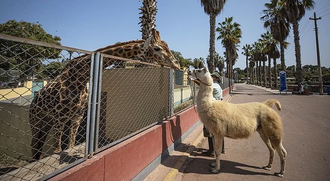 Jirafa y llama se dan tierno beso dentro de zoológico en Perú