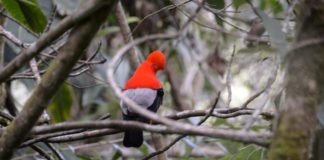 Colombia es campeón mundial de avistamiento de aves por cuarta vez