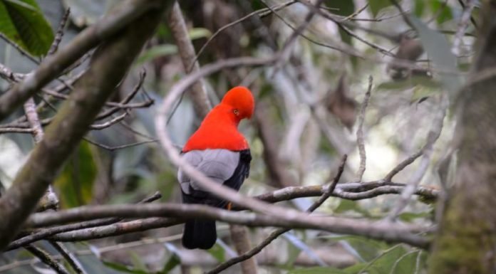 Colombia es campeón mundial de avistamiento de aves por cuarta vez