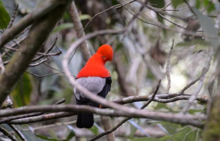 Colombia es campeón mundial de avistamiento de aves por cuarta vez