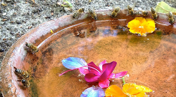 8 pequeñas cosas que todos podemos hacer para ayudar a las abejas a sobrevivir
