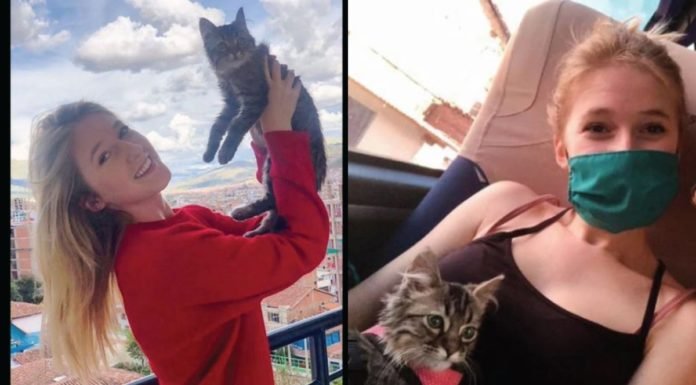 Gato peruano que fue adoptado en Cusco podría recibir eutanasia en Bélgica: Esta es la pesadilla de Selena y el pequeño Lee