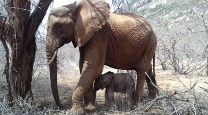 Mamá elefante regresa al refugio que la salvó para presentar orgullosamente a su cría