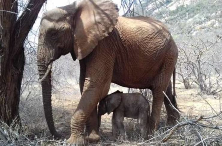 Mamá elefante regresa al refugio que la salvó para presentar orgullosamente a su cría