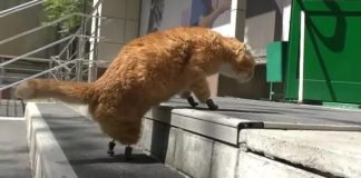 Este gato se convirtió en el primero en recibir cuatro patas de titanio