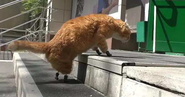 Este gato se convirtió en el primero en recibir cuatro patas de titanio