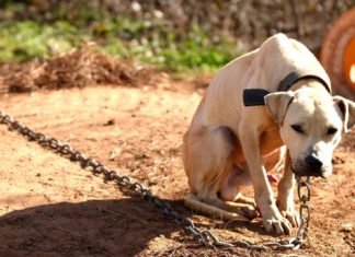 Multarán a quien deje a su mascota bajo el sol, sin agua y sin comida