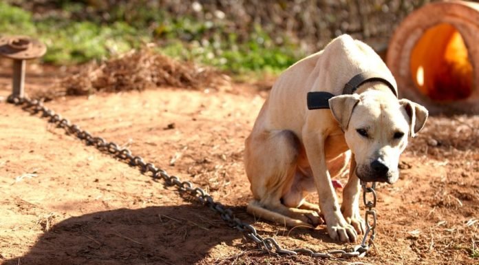 Multarán a quien deje a su mascota bajo el sol, sin agua y sin comida