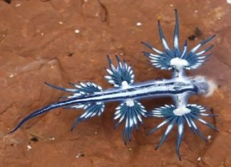 Dragones azules en Texas: extrañas criaturas aparecen en las costas de Estados Unidos