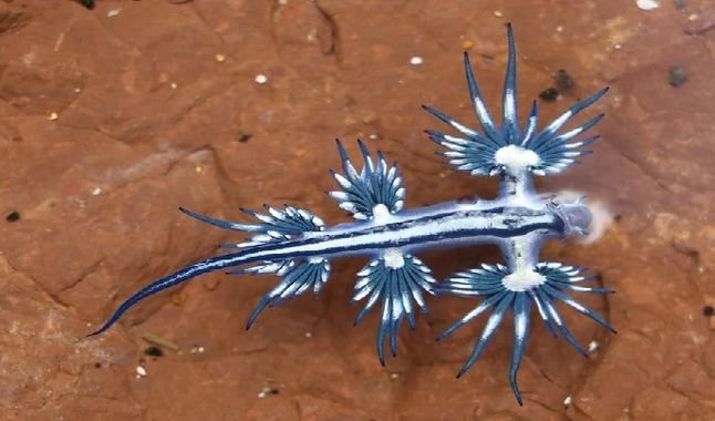 Dragones azules en Texas: extrañas criaturas aparecen en las costas de Estados Unidos