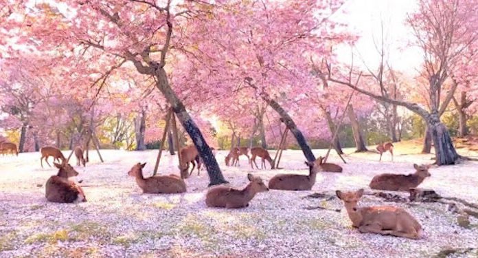 Decenas de ciervos descansan bajo los cerezos en flor en Japón