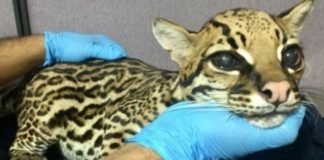 Cortan colmillos a leopardo bebé para domesticarlo como gato