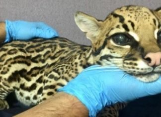 Cortan colmillos a leopardo bebé para domesticarlo como gato