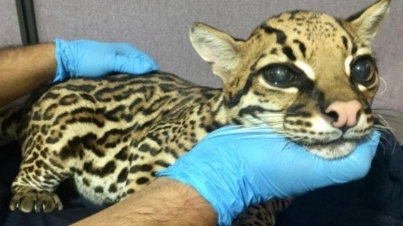 Cortan colmillos a leopardo bebé para domesticarlo como gato