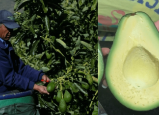 Humilde agricultor pide ayuda para vender 50 toneladas de paltas cremosas