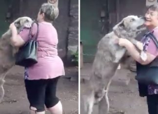 Su perro fue robado y luego de 2 años lo encuentra en un refugio
