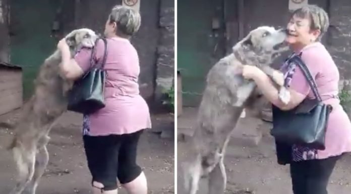 Su perro fue robado y luego de 2 años lo encuentra en un refugio