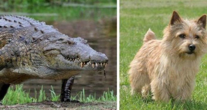 ¡INDIGNANTE! ¡Indignante! Jóvenes alimentan a un cocodrilo con su perrita doméstica y las redes estallan.
