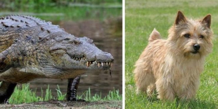 ¡INDIGNANTE! ¡Indignante! Jóvenes alimentan a un cocodrilo con su perrita doméstica y las redes estallan.