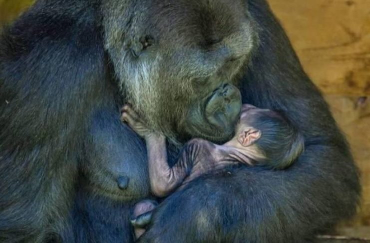 Nació un gorila en peligro de extinción y su madre amorosa no lo suelta ni un minuto