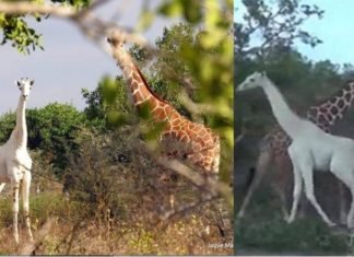 La única jirafa blanca que queda en el planeta fue fotografiada recientemente.