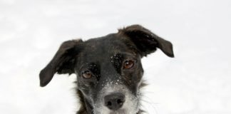 Los animales tienen el poder de hablar un lenguaje único con los ojos